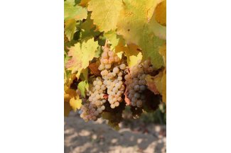 vino